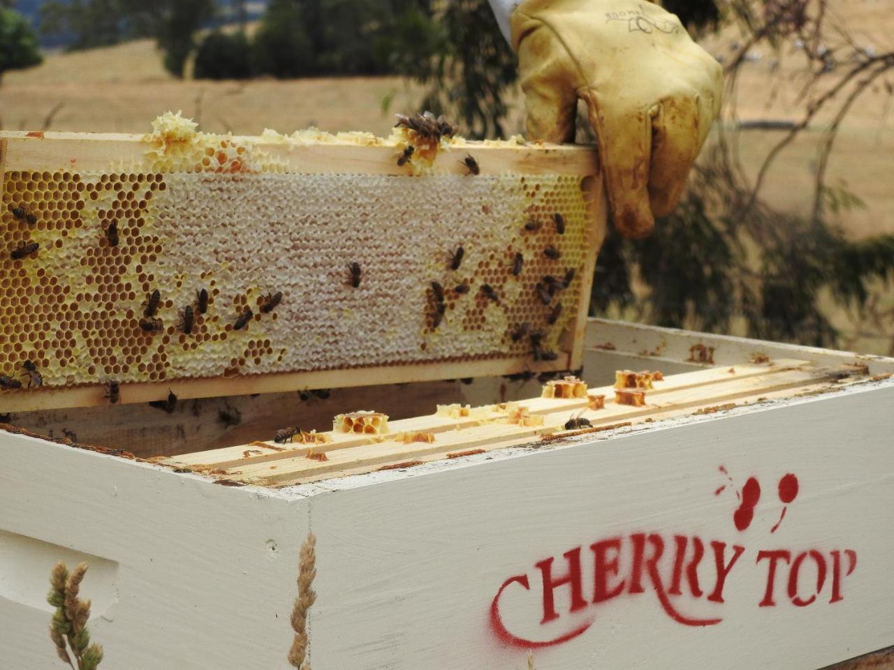 Cherry Top Farmstay - Boutique Eco Village Lilydale Eksteriør bilde
